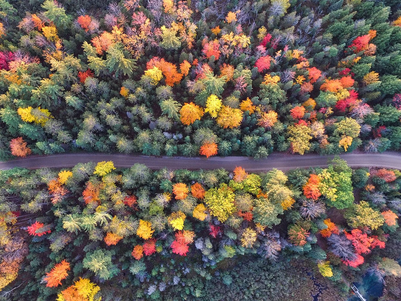 Una strada attraversa il bosco, vista dall'alto